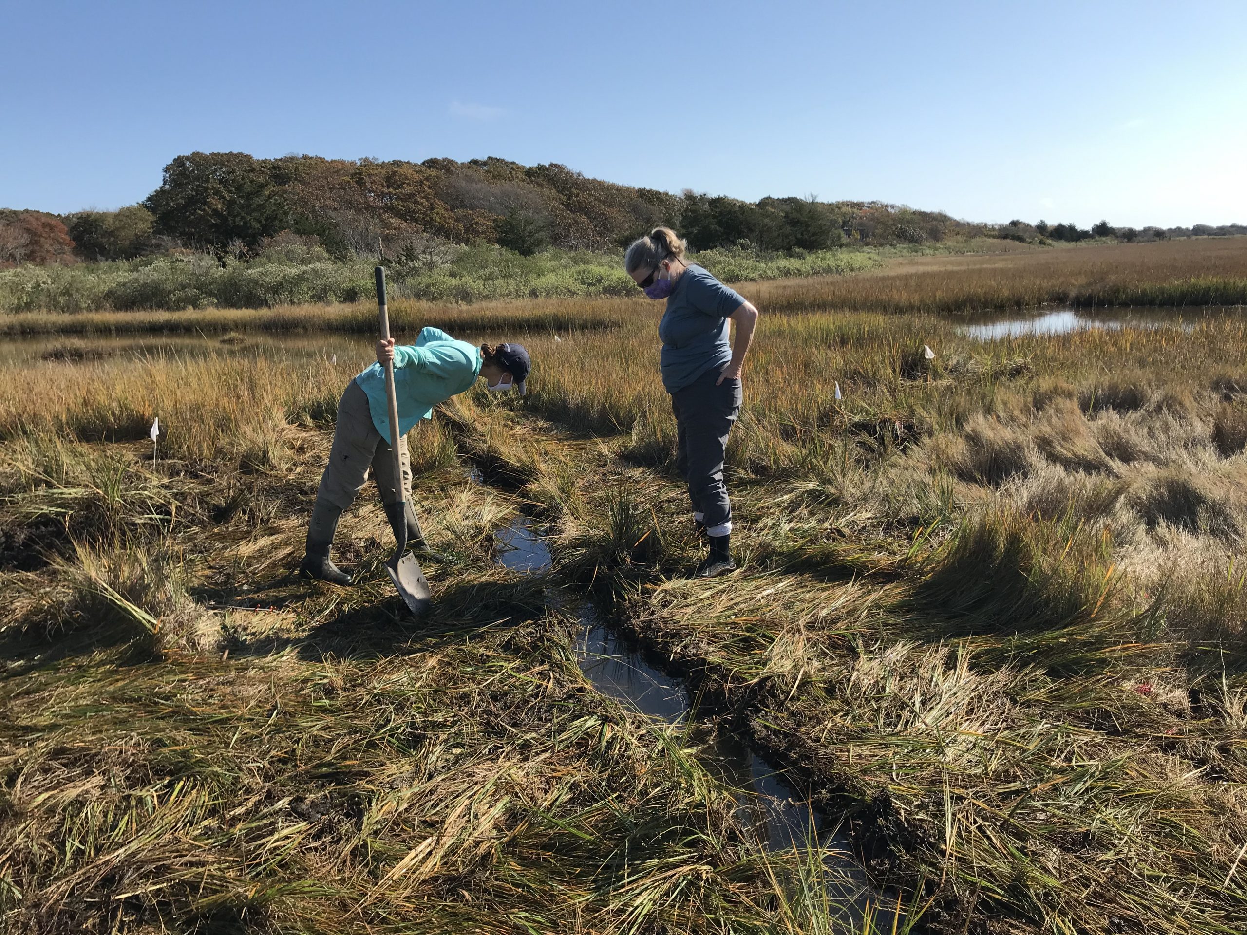The Shocking Truth About Salt Marsh Food Webs You Won'T Believe! - 1neiy7q