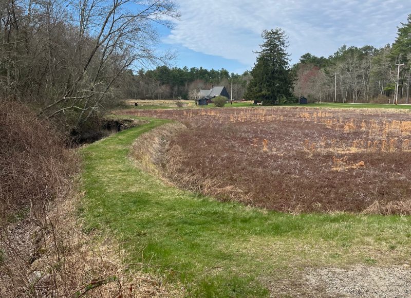 Wolf Island berms