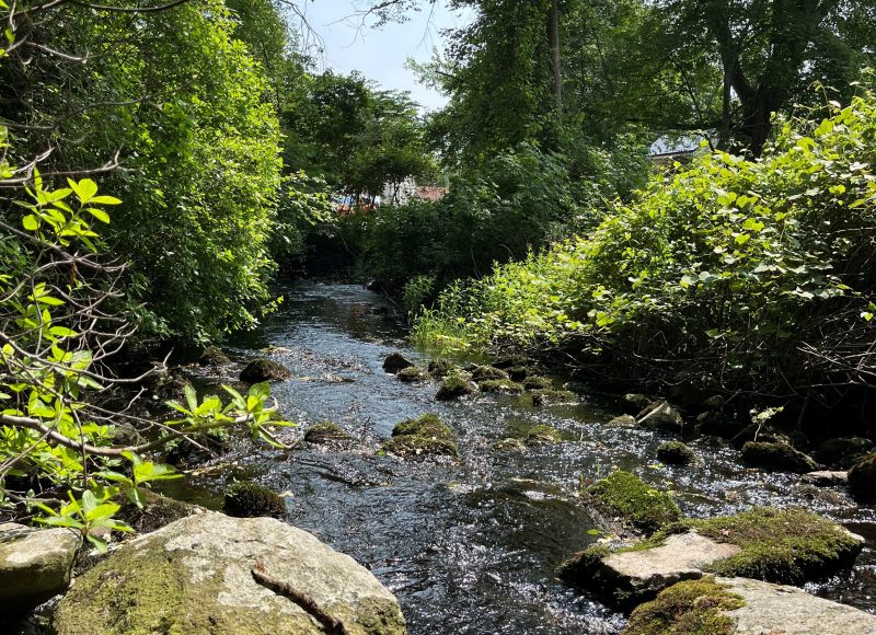 Bread and Cheese Brook