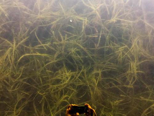 Eelgrass growing